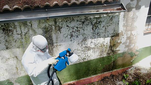 Mold Remediation service in Branchville, Branchville, VA